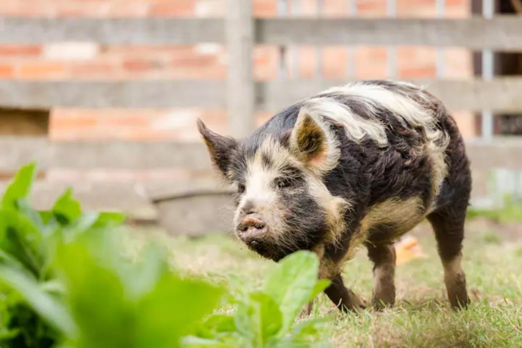 Piglet Lodge Pebworth Eksteriør billede